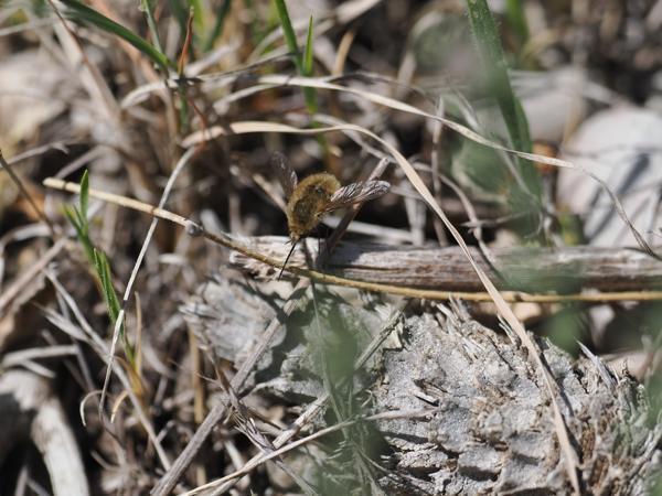 <h3><a href="/trips/ebro/biota/animalia/arthropoda/insecta/diptera/bombyliidae/bombylius venosus/bombylius venosus-nl.html">Bombylius&nbsp;venosus</a> /  / Zwartborstelwolzwever</h3>OM-1 Mark II met OLYMPUS M.300mm F4.0, 1/2000 sec  bij F4.0, ISO 320, afstand 1.53&nbsp;m